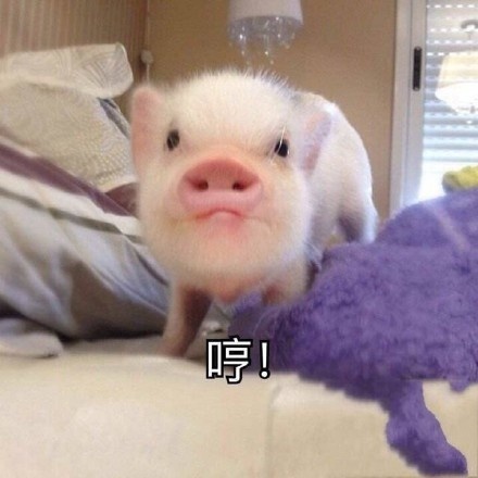 可爱猪猪微信表情包