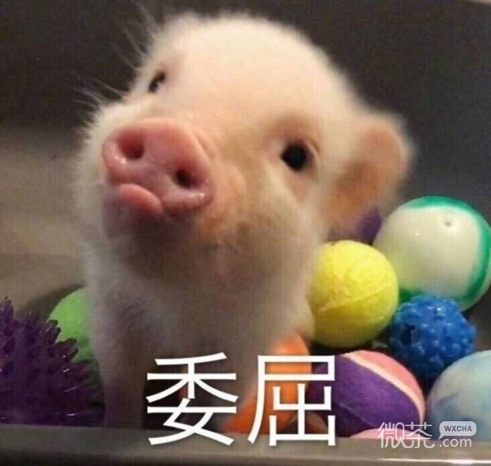 可爱猪的图片