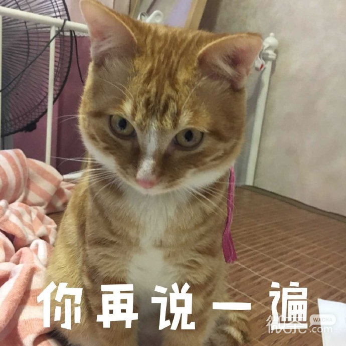 小橙猫傲娇微信表情包