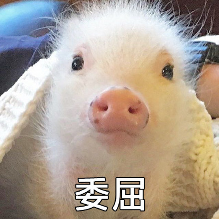 可爱宠物猪系列微信文字表情包
