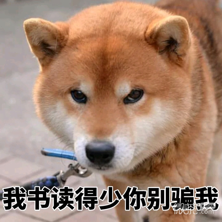 可爱搞笑柴犬微信表情包