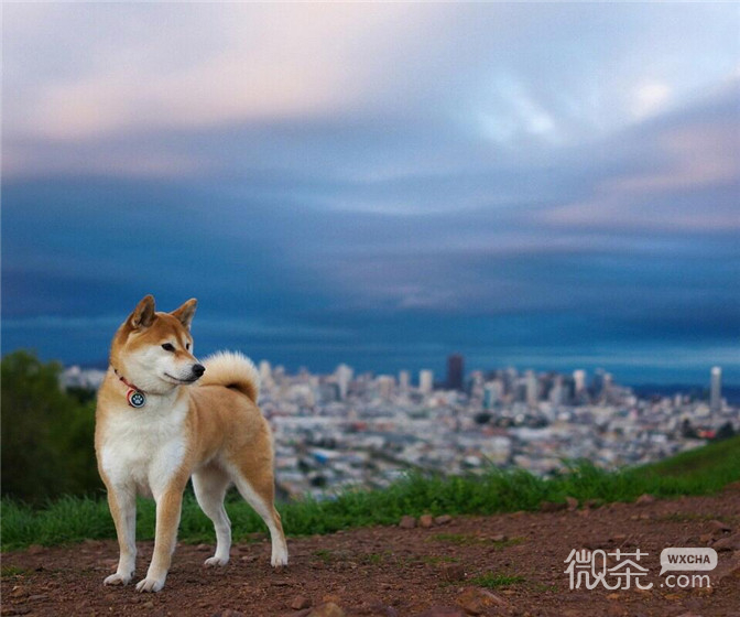 微信柴犬图片