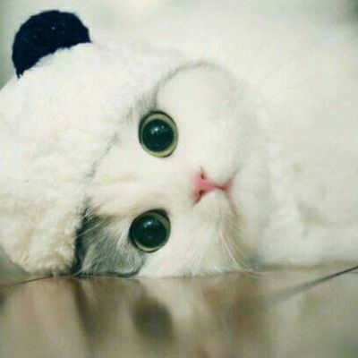 微信猫咪可爱头像
