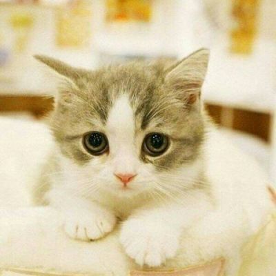 微信猫咪可爱头像