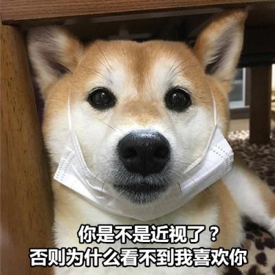 可爱搞怪柴犬微信表情包