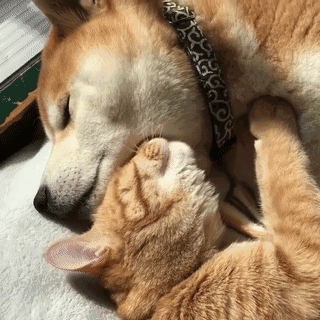 柴犬和橘猫温馨动态表情包