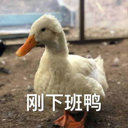 首页 微信表情 搞笑表情  喜欢 1讨厌 0 标 签:搞笑搞怪幽默个性聊天