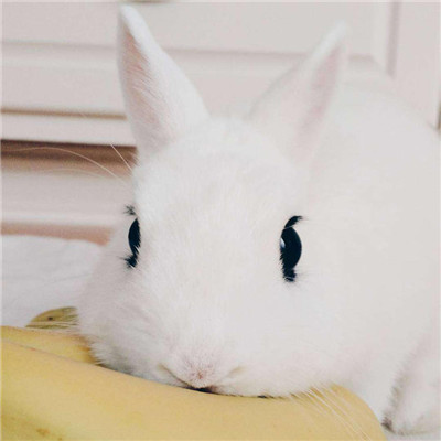 最新可爱兔子头像