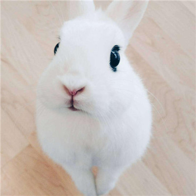 微信最新可爱兔子头像