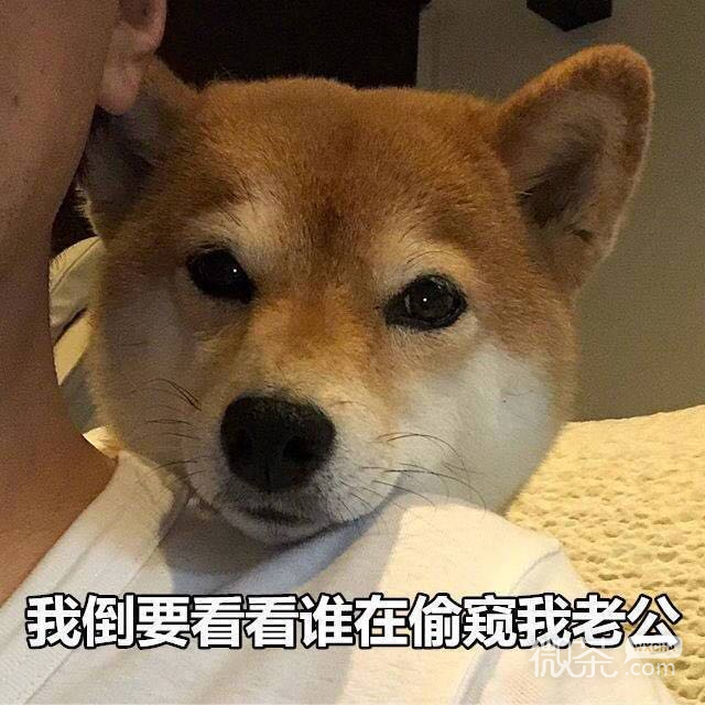 超乖微信可爱搞怪斗图表情包