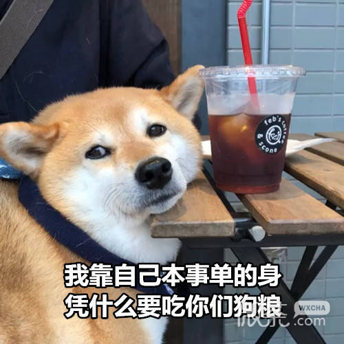 一组关于七夕的微信柴犬表情包下载