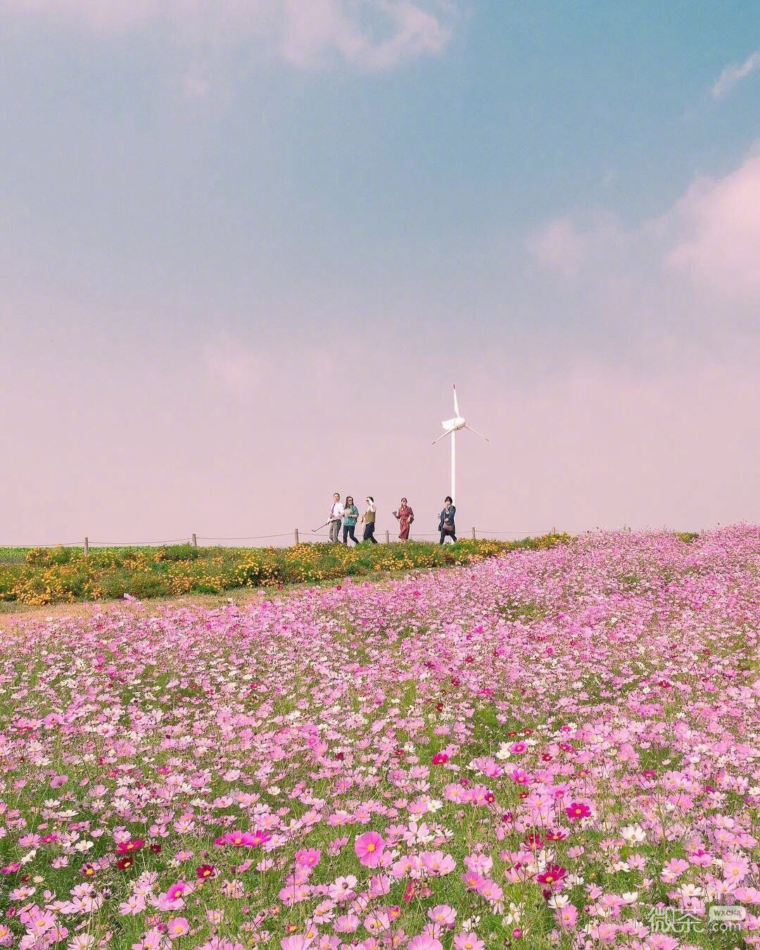 微信粉嫩清新花海朋友圈配图