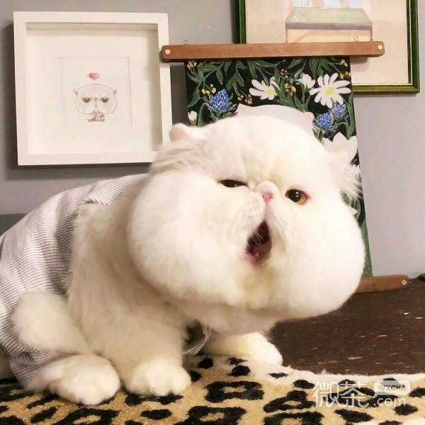 可爱萌萌哒的胖头猫系列微信表情包下载