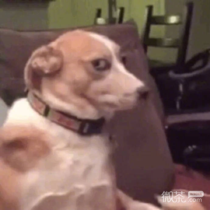 可爱沙雕的狗子系列微信表情包合集下载