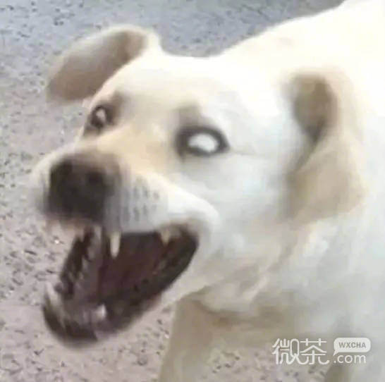 可爱沙雕的狗子系列微信表情包合集下载