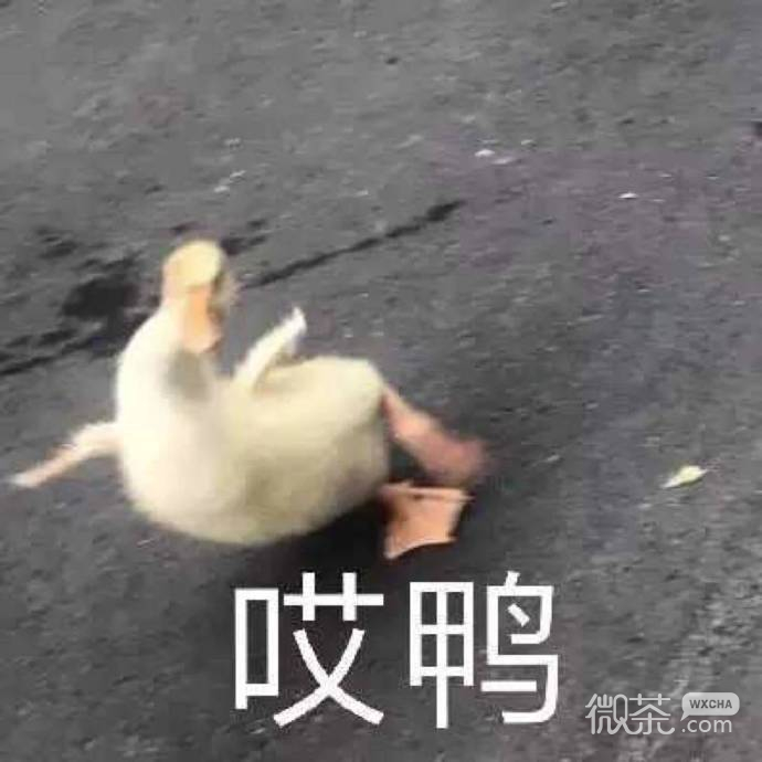 可爱萌萌哒的微信鸭鸭表情包合集下载
