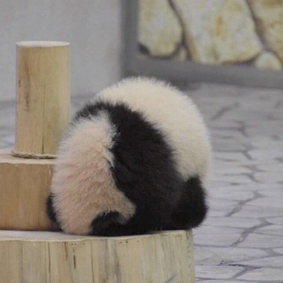萌萌哒的熊猫背影系列微信头像
