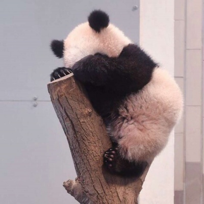 萌萌哒的熊猫背影系列微信头像