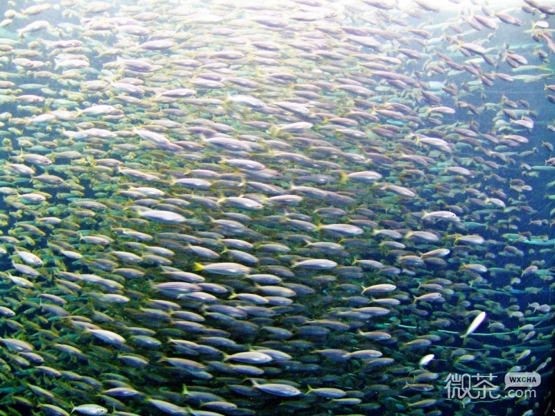 唯美好看的深海鱼群微信图片合集
