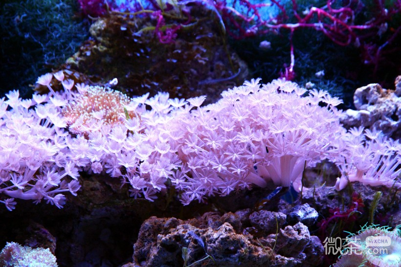 海底世界的珊瑚海棠微信唯美摄影图片