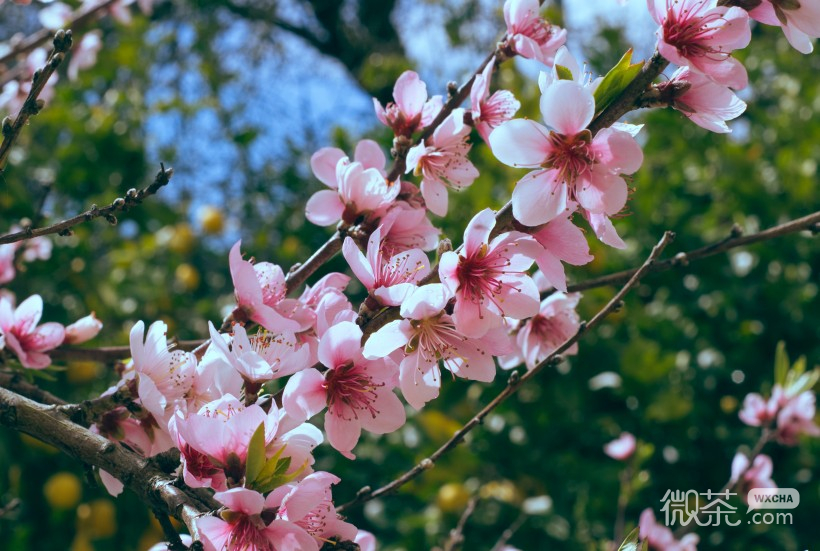 唯美好看的微信樱花摄影图片