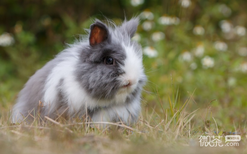 可爱萌萌哒的兔子微信唯美图片
