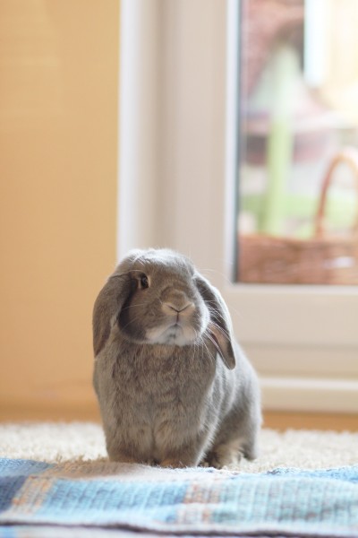 可爱萌萌哒的兔子微信唯美图片