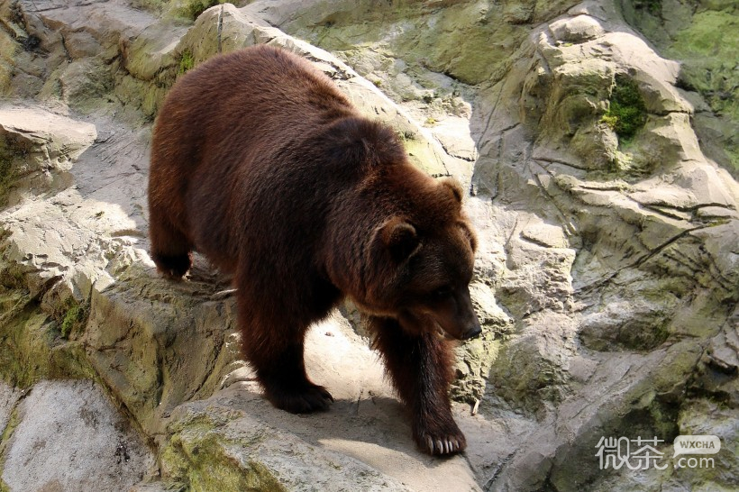 憨厚可爱的棕熊系列微信唯美摄影图片