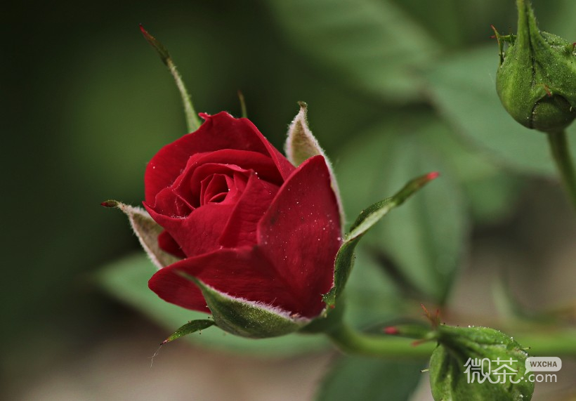 热情似火的红玫瑰微信唯美图片合集