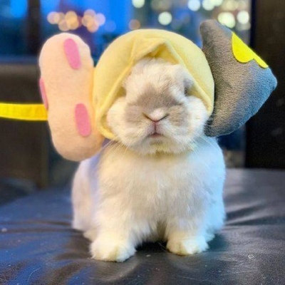 可爱萌萌哒的宠物兔子头像