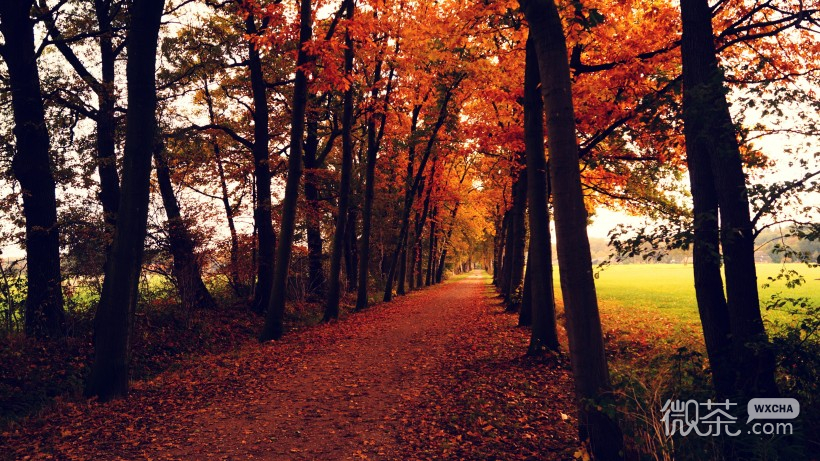 唯美意境的微信深秋落叶风景图片