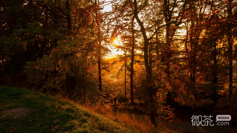 唯美意境的微信深秋落叶风景图片