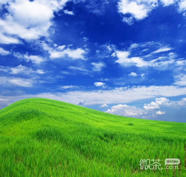 绿色养眼的微信草地美景图片