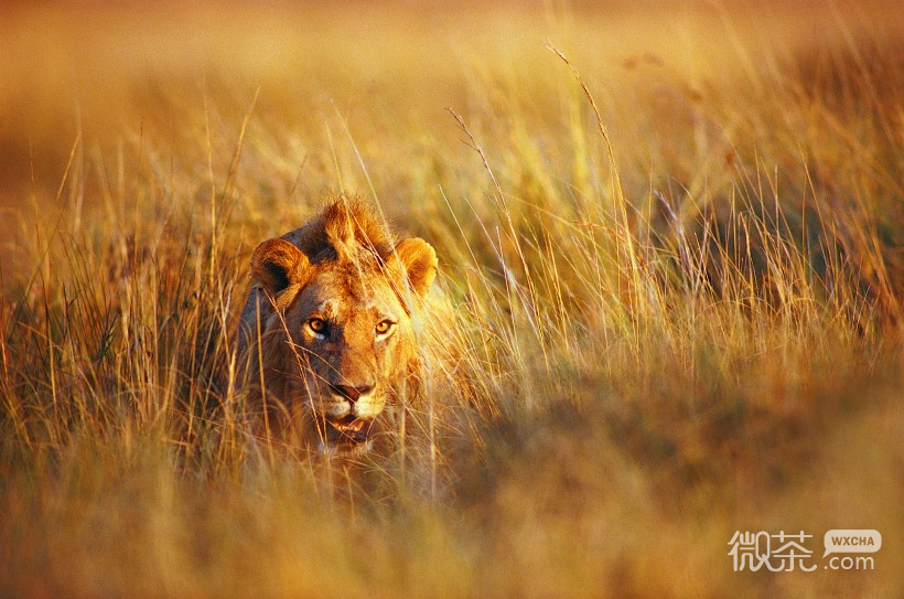 凶猛霸气的狮子微信唯美摄影图片