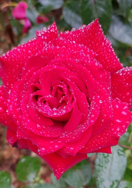娇艳欲滴的玫瑰花微信唯美摄影图片