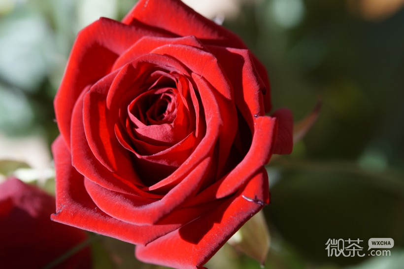娇艳欲滴的玫瑰花微信唯美摄影图片