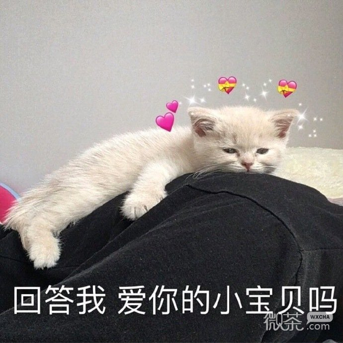 微信可爱猫猫表情包