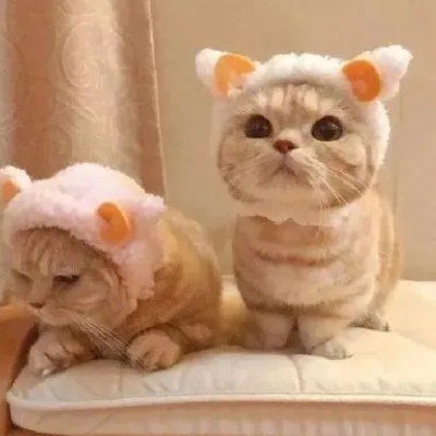 微信520情头一对两张可爱猫咪系列情侣头像