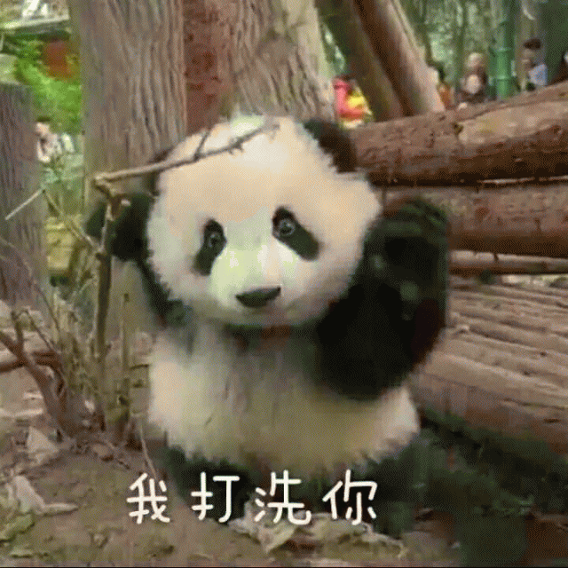 国宝大熊猫微信表情包