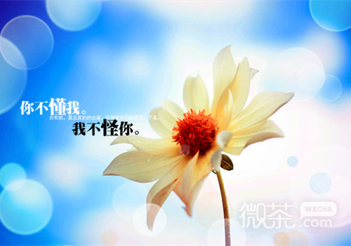 清新唯美美好浪漫的花朵微信背景图_微信图片_微茶网