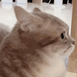 萌宠小猫猫的动态微信表情包