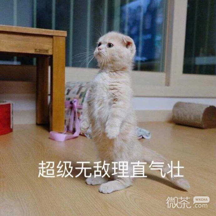 可爱猫猫呆萌微信表情包