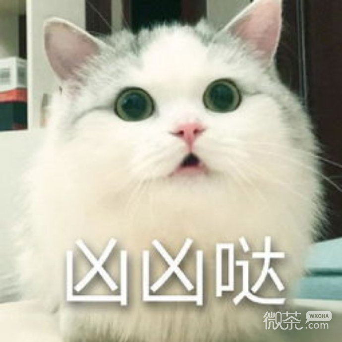 可爱猫猫呆萌蠢微信表情包