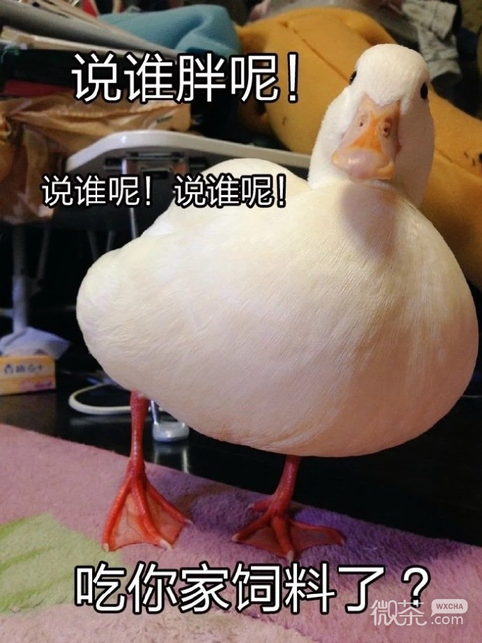 捕捉一只可爱的小鸭子搞笑微信表情包