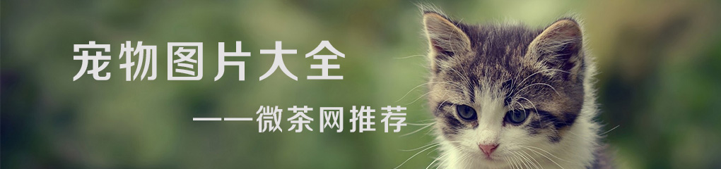 宠物