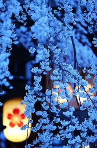 微信樱花唯美图片  明年春天陪你一起看樱花