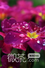 清新养眼植物微信高清图片