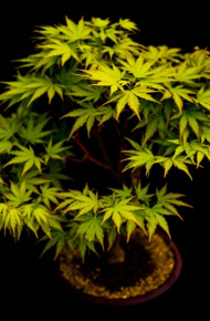 创意盆景植物微信高清图片 立体的画