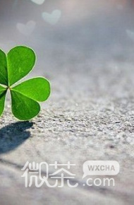 唯美幸运草意境微信高清图片 四叶草