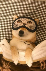 微信可爱呆萌柴犬朋友圈配图